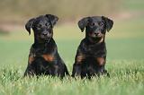 BEAUCERON - PUPPIES 385